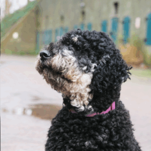Onze Suzie